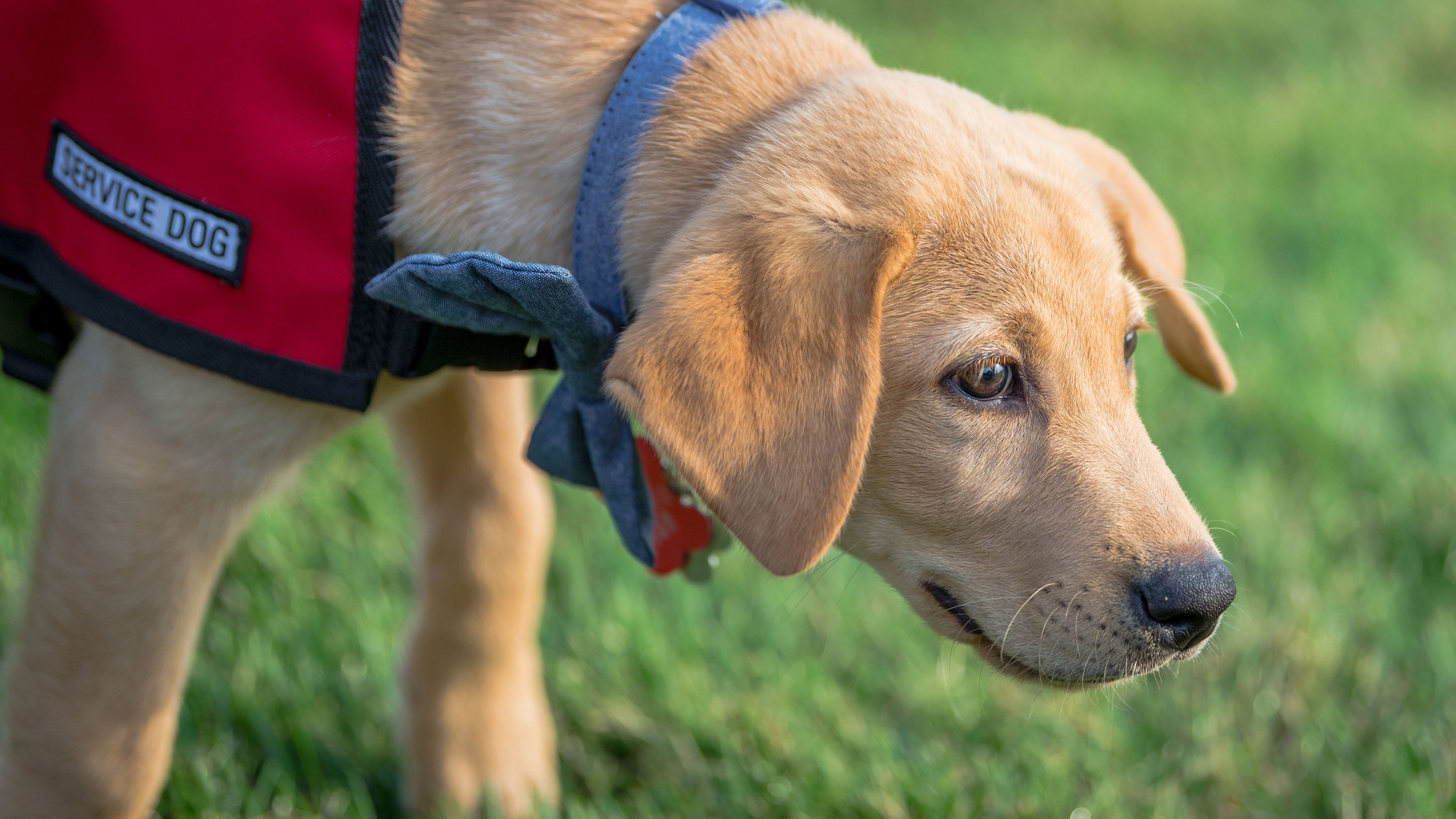 Can Churches Bar Service Animals? | Church Law & Tax