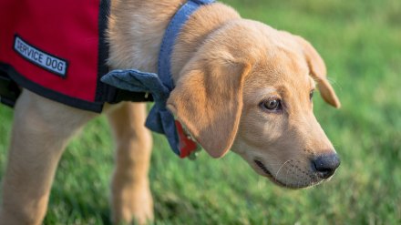 A puppy labrador wearing a service dog vest strains against the leash.